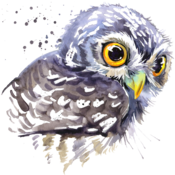 Small grey owl mug